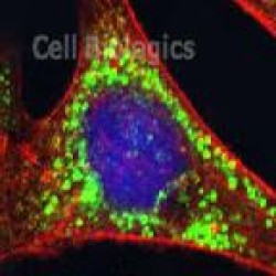 Cell Specific Lysis Buffer (2)